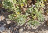 Artemisia viridis