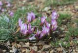 Astragalus subuliformis