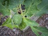 Datura stramonium. Плод и листья. Москва, Аптекарский огород, в культуре. 03.09.2021.