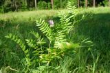 Vicia cassubica