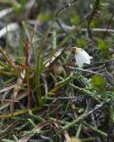 Cassiope lycopodioides