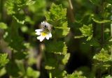 Euphrasia maximowiczii