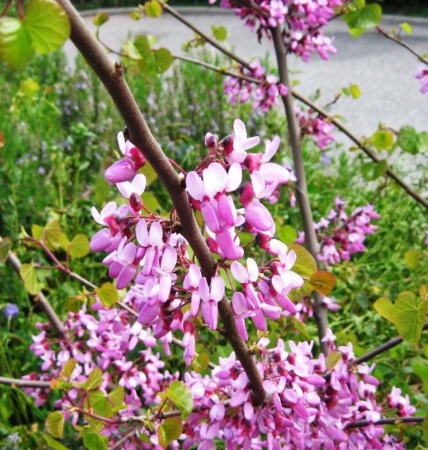 Изображение особи Cercis griffithii.