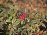 Nandina domestica