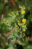 Blackstonia acuminata