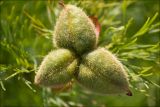 Paeonia tenuifolia