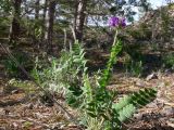 Oxytropis ivdelensis. Цветущее растение среди известняковых камней в сосново-лиственничном лесу. Свердловская обл., окр. г. Североуральск, правый берег канал Дублёр в районе известнякового карьера. 15.06.2011.