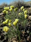 Limonium chrysocomum