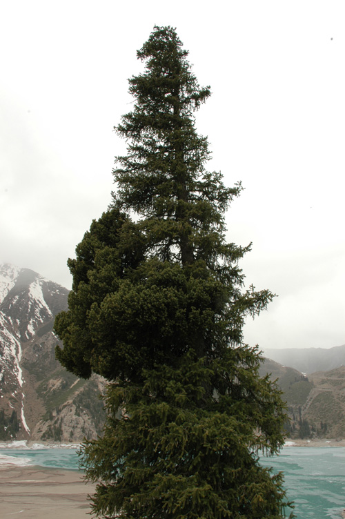 Изображение особи Picea schrenkiana.