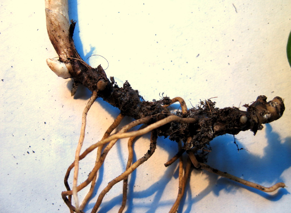 Изображение особи Cypripedium calceolus.