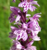 Dactylorhiza fuchsii