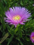 Carpobrotus acinaciformis