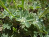 Alchemilla caucasica. Лист с росой. Кабардино-Балкария, верховья р. Малка, урочище Джилы-Су, 2400 м н.у.м. 16.06.2012.