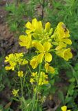 Brassica juncea. Соцветие с кормящейся мухой-журчалкой. Владивосток, Академгородок. 8 июля 2012 г.