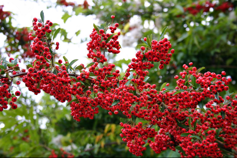 Изображение особи род Pyracantha.