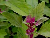 Chenopodium giganteum