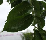 Tetradium daniellii. Часть листа. Нидерланды, г. Venlo, \"Floriada 2012\". 11.09.2012.