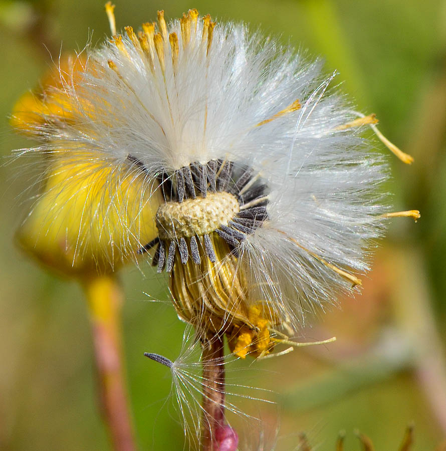 Изображение особи Senecio glaucus.