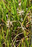 Carex subspathacea