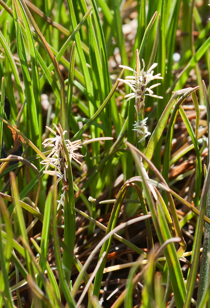 Изображение особи Carex subspathacea.