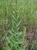 Verbascum blattaria. Стебель. Краснодарский край, Кущёвский р-н, станица Шкуринская, сазовая степь (край мелиоративной канавы). 13.06.2009.