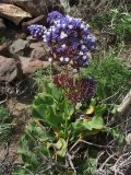 Limonium frutescens