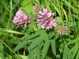 Trifolium lupinaster. Верхушка цветущего растения. Иркутская обл., Иркутский р-н, р. Иркут, опушка леса. 13.07.2013.