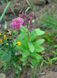 Hylotelephium triphyllum. Цветущее и плодоносящее растение. Республика Коми, берег р. Печора в окр. села Усть-Илыч. 15.08.2014.