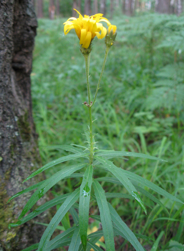 Изображение особи Hieracium umbellatum.