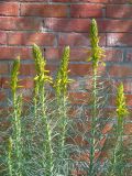 Asphodeline lutea