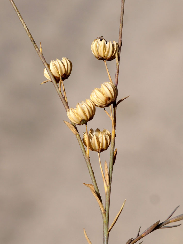 Изображение особи Linum altaicum.