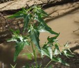 Atriplex sagittata