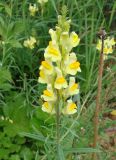 Linaria acutiloba