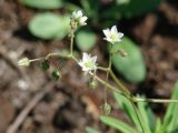 Spergula arvensis