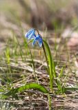 Scilla siberica. Цветущее растение. Санкт-Петербург, Старый Петергоф, парк \"Сергиевка\", газон. 25.04.2015.