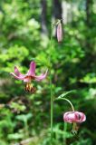 Lilium pilosiusculum