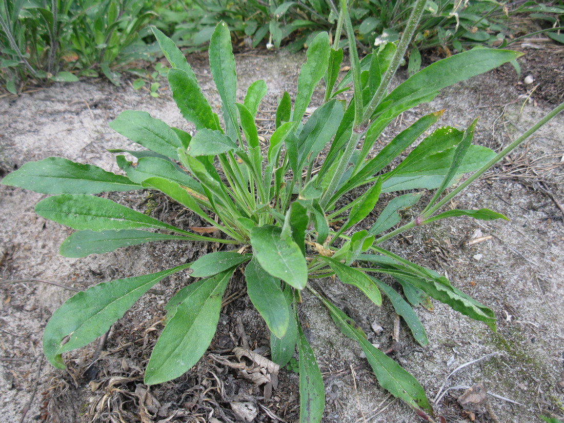 Изображение особи Silene nutans.