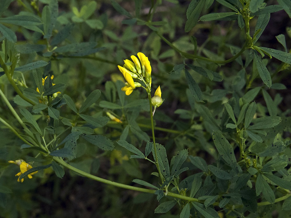 Изображение особи Medicago falcata.