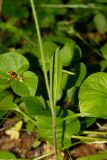 Pilosella caespitosa