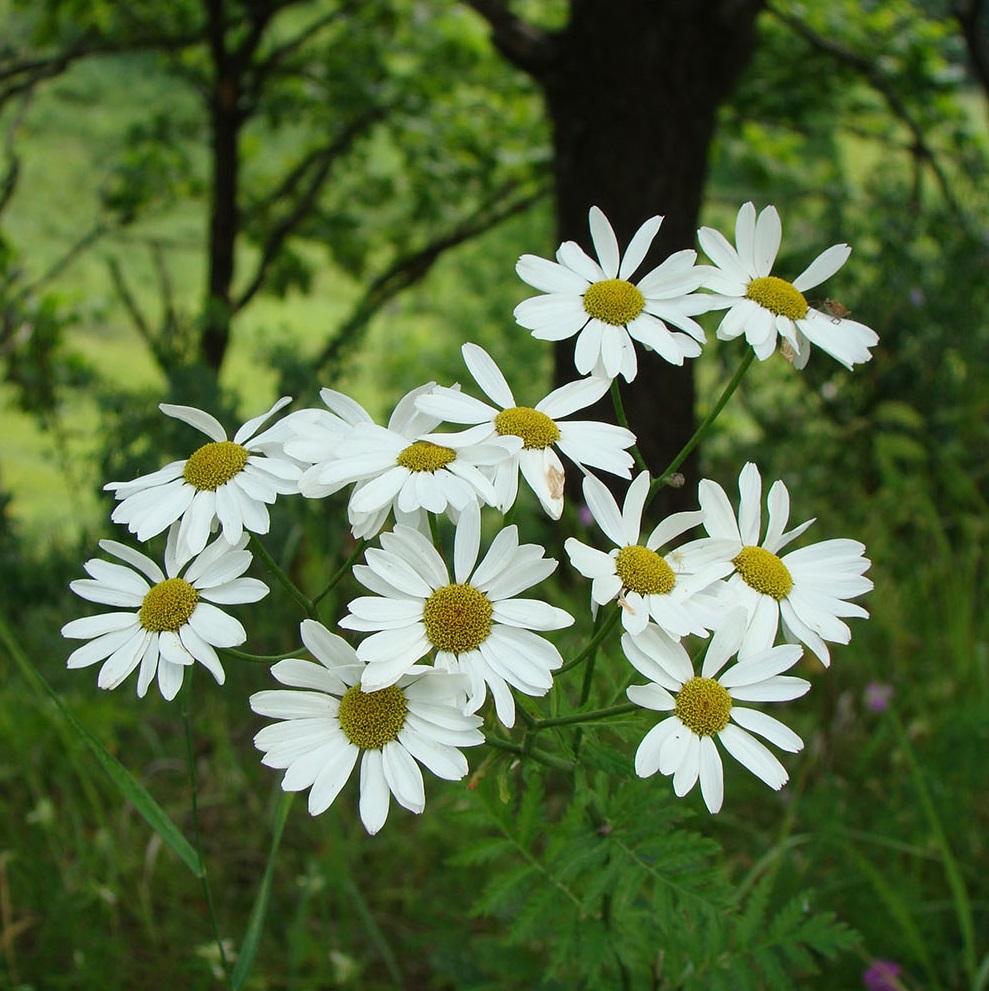 Изображение особи Pyrethrum corymbosum.