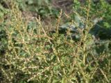 Amaranthus albus