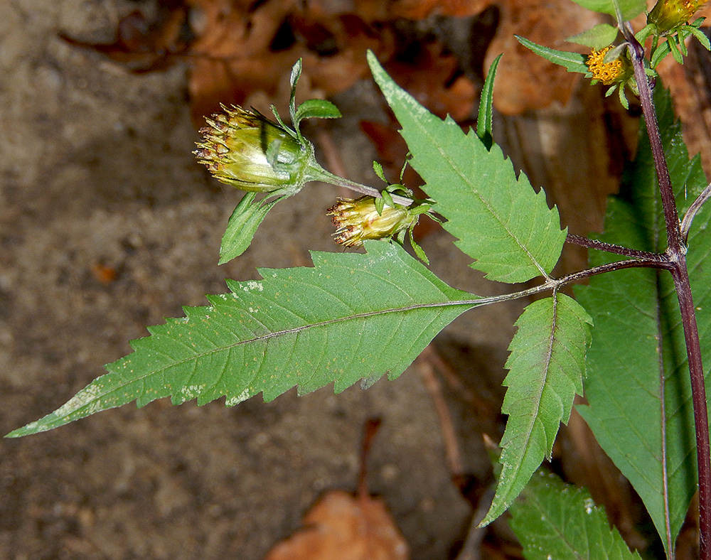 Изображение особи Bidens frondosa.