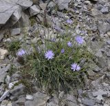 Lactuca intricata