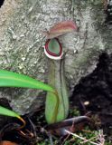 Nepenthes albomarginata. Ловчий кувшинчик (длина около 7 см). Малайзия, штат Саравак, национальный парк Бако; о-в Калимантан, влажный тропический лес. 10.05.2017.