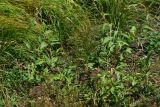 Persicaria lapathifolia