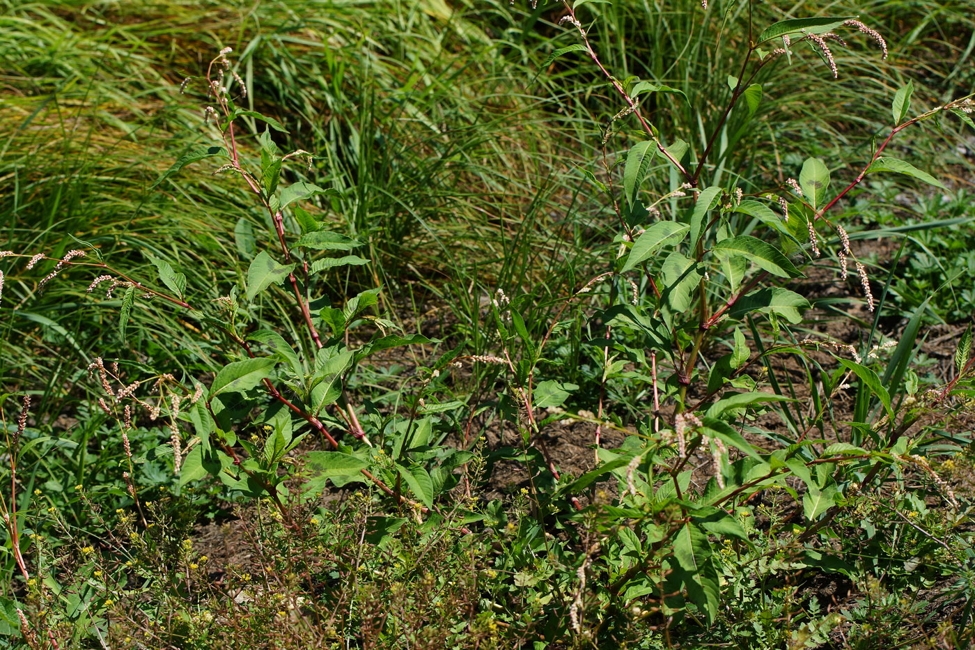 Изображение особи Persicaria lapathifolia.