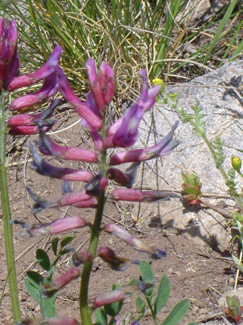 Изображение особи Astragalus prilipkoanus.