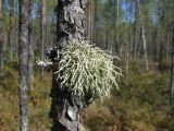 Evernia mesomorpha. Таллом на стволе сосны. Коми, Корткеросский р-н, окр с. Маджа, сосновое редколесье на краю болота. 11.05.2015.