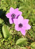 Anemone coronaria