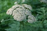 Pyrethrum macrophyllum